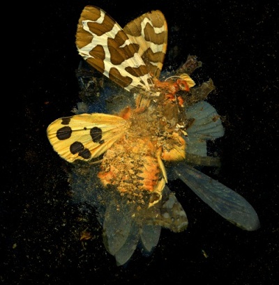 A photograph of a yellow-winged butterfly crushed into powder
